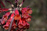 ORGR0224 Kalanchoe delagoensis.JPG