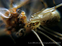 LASL0076 Physocyclus dugesi.jpg