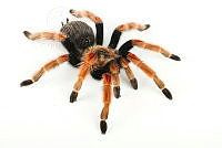 MASM08139 Brachypelma boehmei.jpg