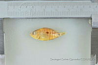 SGQ3185 Herichthys cyanoguttatus.jpg