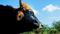 DVB001 Bos taurus.jpg