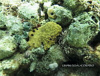 NE018 0712 Aiolochroia crassa.jpg