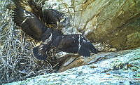 GDLG003 Aquila chrysaetos.tif