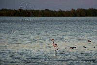 IDG1186 Phoenicopterus ruber.jpg