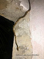 ANHM004 Leptodeira septentrionalis.JPG