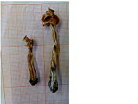 ZG007 0108 Helvella.jpg