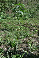 SG019 0331 Zea mays.jpg