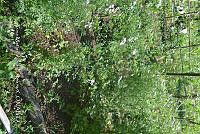 SG019 0363 Coriandrum sativum.jpg