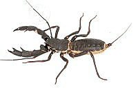 MASM07889 Mastigoproctus giganteus.jpg