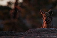 MASM00790 Canis latrans.jpg
