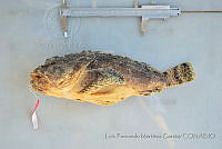 LFMG030 Scorpaena mystes.jpg