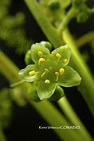 ME010 KV 01290 Cyrtocarpa kruseana R.M. Fonseca, 2005_.JPG