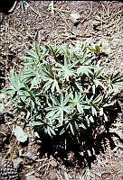FGM4441 Lupinus sp..JPG