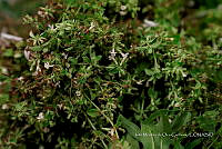 IMDOC Hong 0151 Nicotiana.jpg