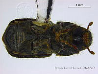BTH0237 Scolytus sp..jpg