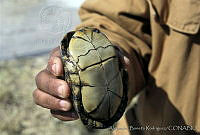 AB0229 Terrapene coahuila.jpg