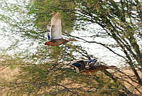 LV0085 Lichanura trivirgata.jpg