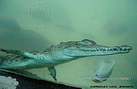 TE005 001 Crocodylus acutus.jpg