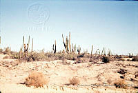 FGM1367 Baja California, México.JPG