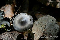 LRP1308 Fungi.jpg
