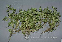 IMDOC4679 Portulaca oleracea.jpg