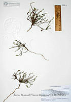 JMFM011 Elytraria imbricata.JPG