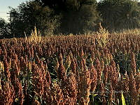 RG034 0041 Amaranthus palmeri.jpg