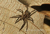 JCC0012 Hogna carolinensis.JPG