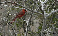 AAKVDH 0343 Cardinalis cardinalis.JPG