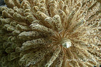 MN6PyH0025 Attalea rostrata.jpg