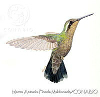 MAPM1024 Lampornis amethystinus margaritae.jpg