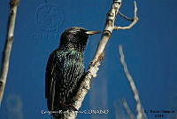 GRC0044 Sturnus vulgaris.jpg