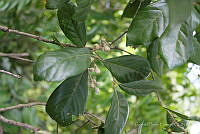 GFF0021 Quercus oleoides.JPG