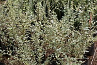 IMDOC 5862 Leucophyllum frutescens.jpg