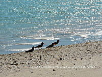 NBA153 Haematopus palliatus.jpg