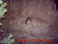 IE003 0019 Urocyon cinereoargenteus.jpg