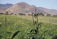 DK0027 Zimatlán, Oaxaca.jpg