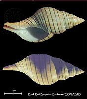 KT014 0457 Cinctura lilium.JPG