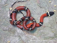 AMVDH 0266 Lampropeltis triangulum.JPG
