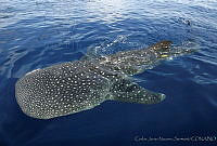 CNS0909 Rhincodon typus.jpg