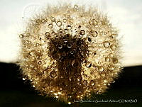 JBSA001 Taraxacum officinale.jpg