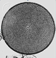 DUHB0132 Coscinodiscus asteromphalus.png