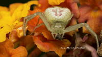 SM0239 Runcinia grammica.jpg