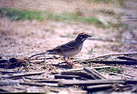 GRC0012 Chondestes grammacus.jpg