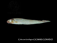 CICIMAR0288 Lepophidium prorates.jpg