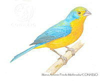 MAPM1100 Passerina leclancherii.jpg