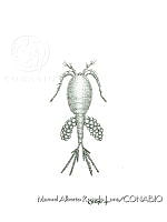 MARL0221 Cyclops sp..jpg