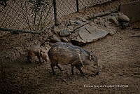 RGT 002 Pecari tajacu.jpg