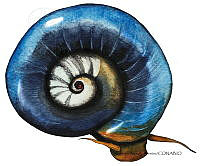 RAA1024 Planorbis sp.jpg