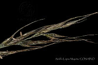 ALM079 Muhlenbergia quadridentata.jpg